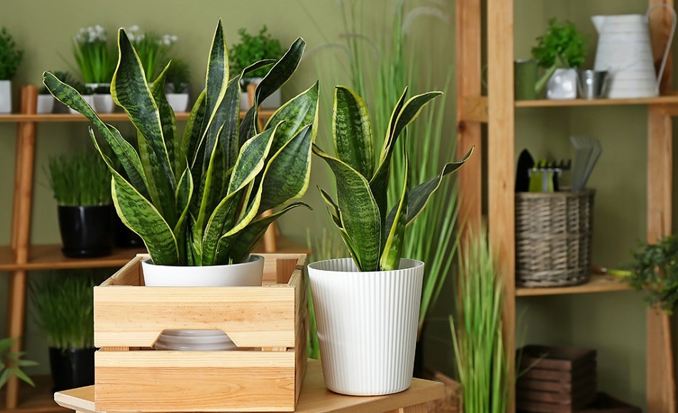 Best Indoor House Plants