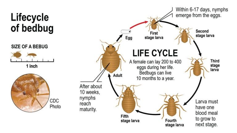 How Do I Know I Have Bed Bugs? - 33rd Square