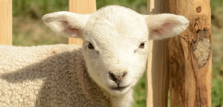 Artificial Intelligence Helps Scientists Identify Pain in Sheep