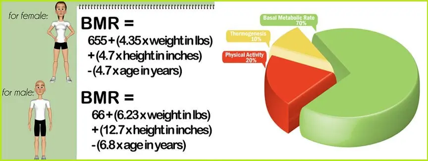 Many Calories Burn Sleeping: More