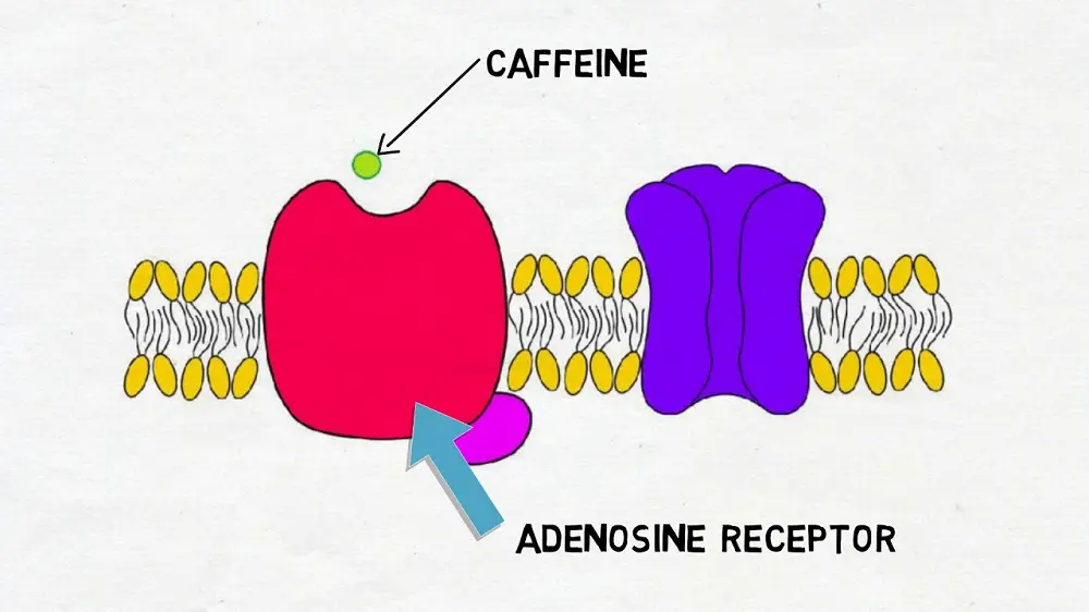 Does Coffee Make Sleepy: Paradox Refreshing Drinks