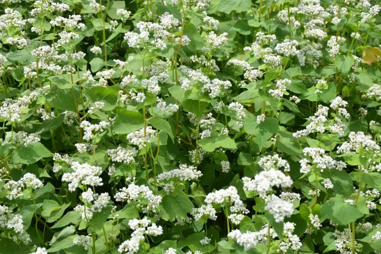 Benefits Side Effects Buckwheat Pillows: What Should Know