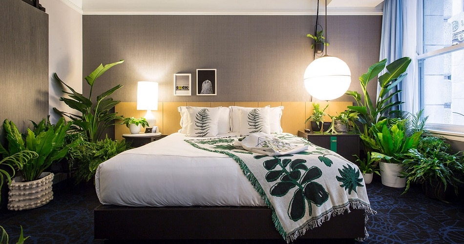 Decorative Plants For Bedroom