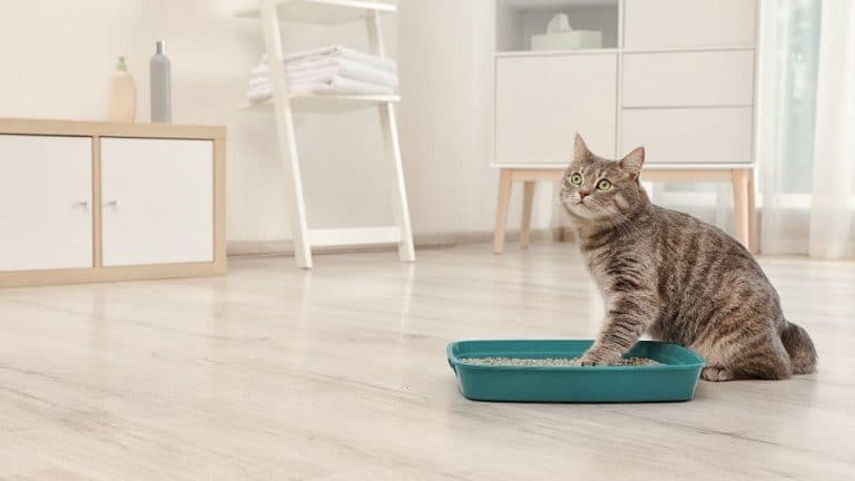 Litter Box