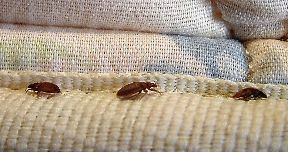 Do Bed Bugs Fly Or Jump? - 33rd Square