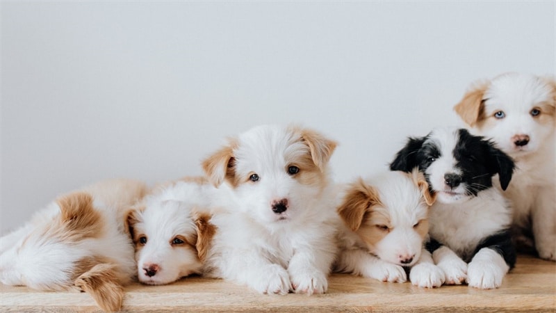 Puppy