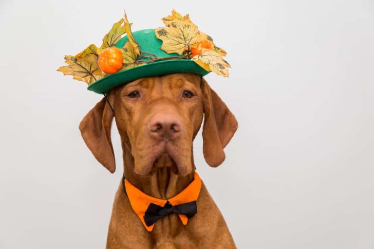 Best Irish Jokes to Make You Laugh Out Loud (2026)