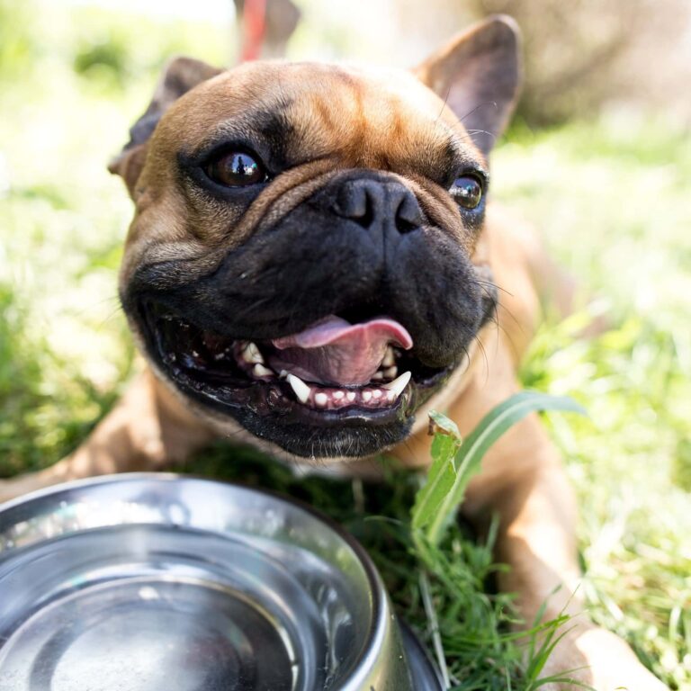 The Paw-fect Match? An In-Depth Pawrade Review for Puppy Adoption