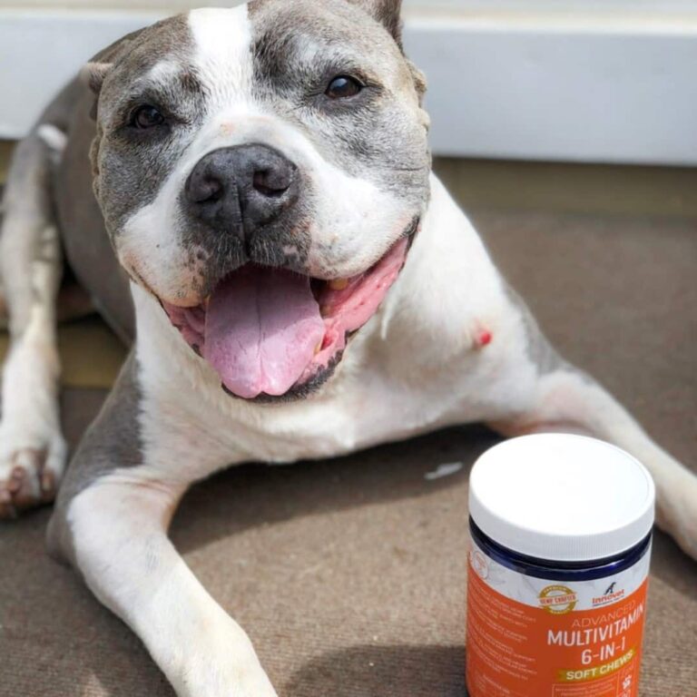 The Complete Guide to Using Innovet CBD Oil for Your Pets