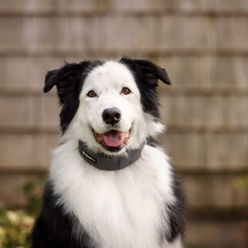 The 10 Best GPS Dog Fences For Keeping Your Pooch Safe
