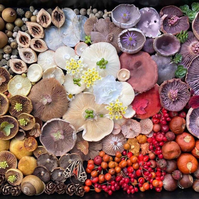 The Complete Guide to Growing Mushrooms with North Spore