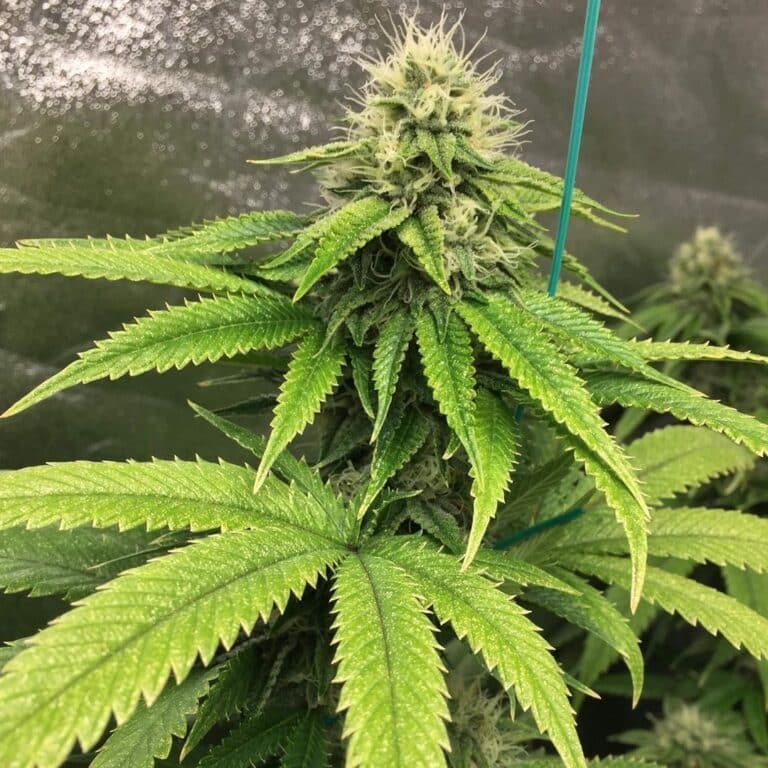 The Ultimate Herbies Seeds Review: Your Guide to the Leading Cannabis Seed Seller