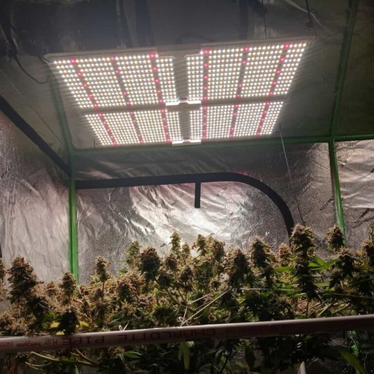Spider Farmer LED Grow Lights: A Thorough 2023 Review