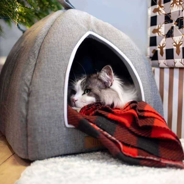 The Definitive Litterbox Review: Does This Cat Brand Deliver?