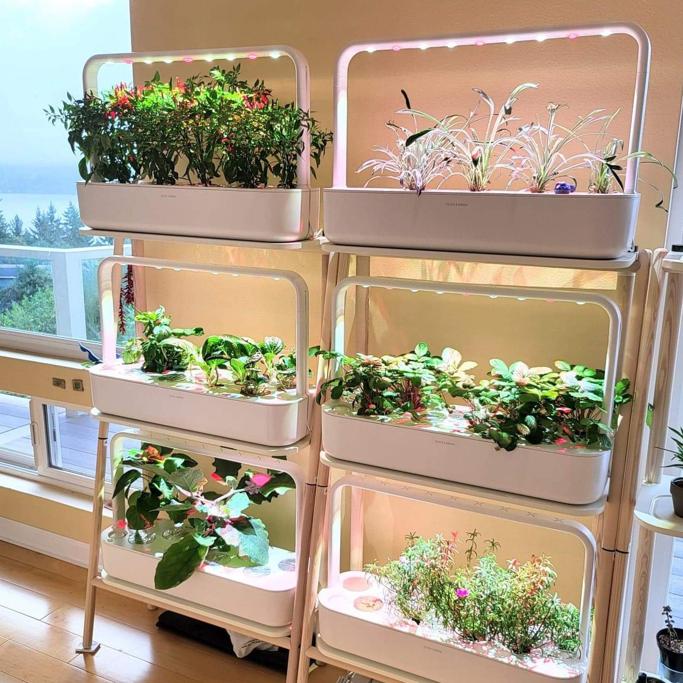 AeroGarden vs Click & Grow: A Hands-On, In-Depth Review After Long-Term Use