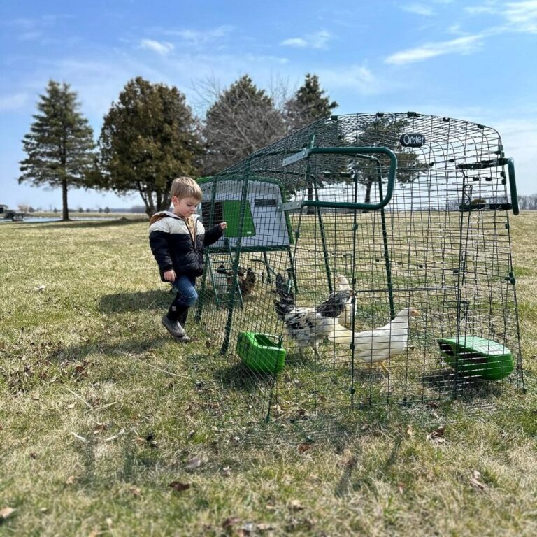 Omlet Eglu Chicken Coop Review: Everything I Wish I Knew Before Bringing Home My First Chickens