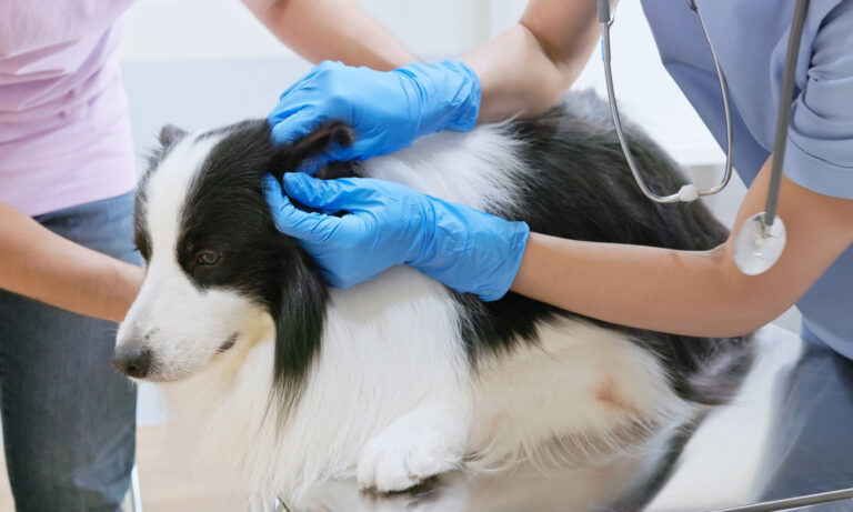 Everything You Need to Know About Ear Hematomas in Dogs