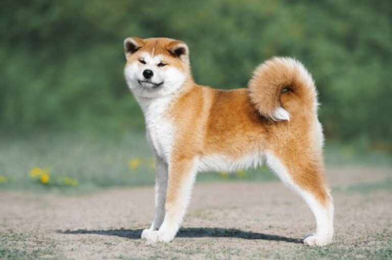 Akita Health Issues: A Comprehensive Guide for Dog Lovers