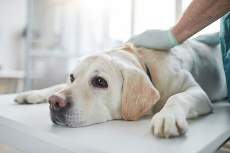 Are Tapeworms in Dogs Contagious? What Every Dog Lover Needs to Know