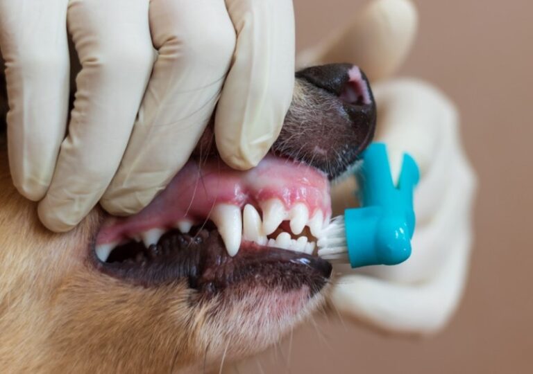 Are You Supposed to Brush Your Dog&lsquo;s Teeth? A Veterinarian&lsquo;s Perspective