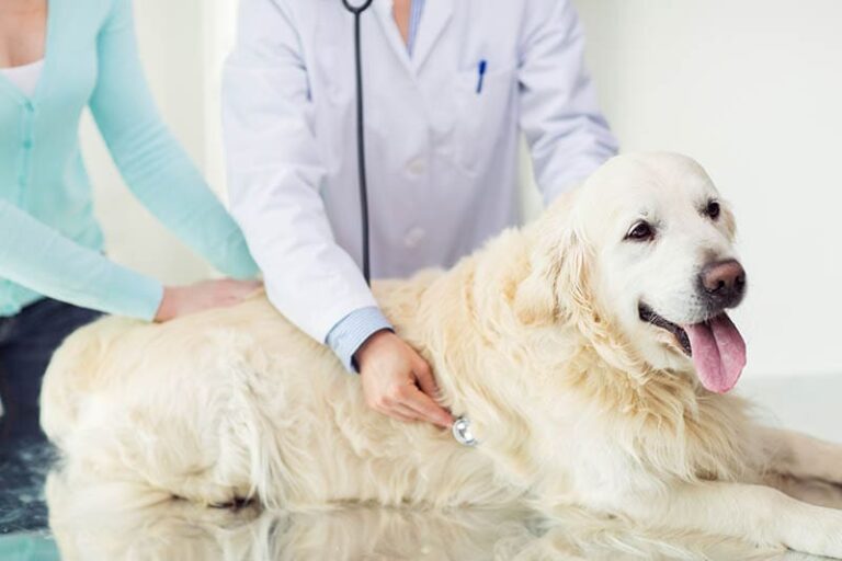 Autoimmune Hemolytic Anemia in Dogs: Signs, Causes & Treatment (Vet Answer)