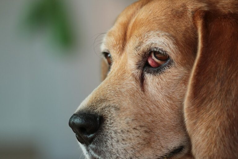 Beagle Cherry Eye: A Comprehensive Guide for Dog Lovers