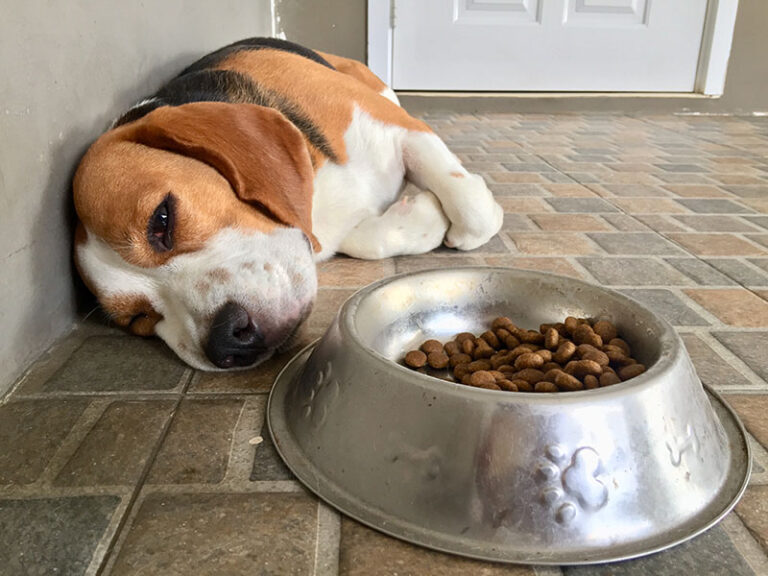 Beagle Pain Syndrome: Our Vet Explains Steroid-Responsive Meningitis-Arteritis