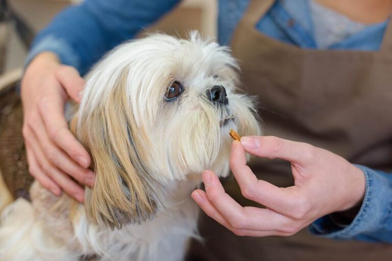 See Clearly: 8 Vet-Approved Benefits of Eye Supplements for Your Dog&lsquo;s Vision