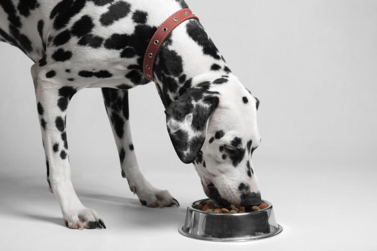 10 Best Dog Food for Skin Allergies in 2026 – Vet-Recommended Reviews & Top Picks