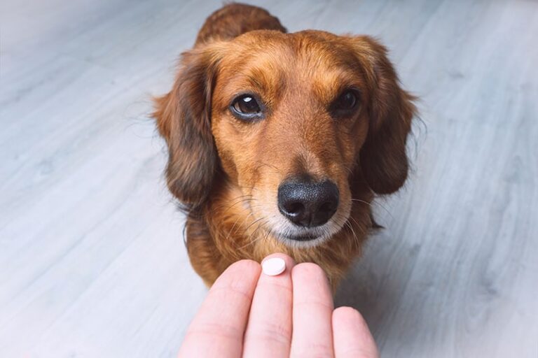 The Ultimate Guide to the Best Supplements for Senior Dogs in 2026