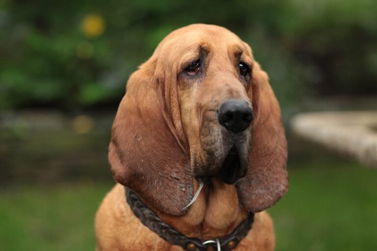 Caring for Your Gentle Giant: A Comprehensive Guide to Bloodhound Health