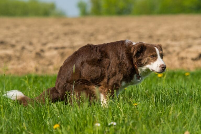 Blood in Your Dog&lsquo;s Poop: What Every Owner Needs to Know