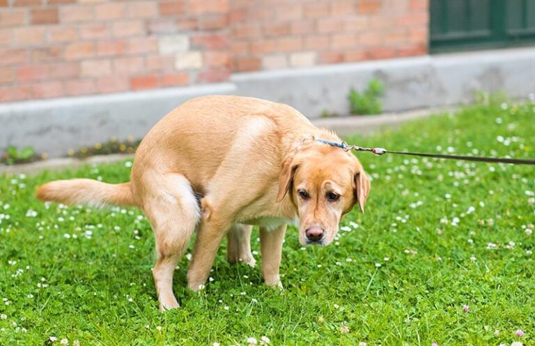 Bowel Obstruction in Dogs: Causes, Prevention & Treatment (Vet Answer)