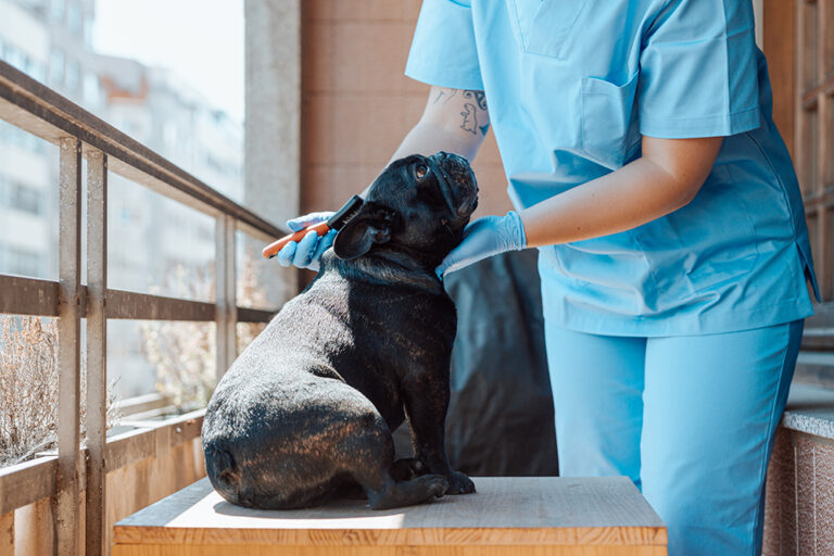 Brachycephalic (Flat-Faced) Dogs: 7 Health Problems (Vet Answer)