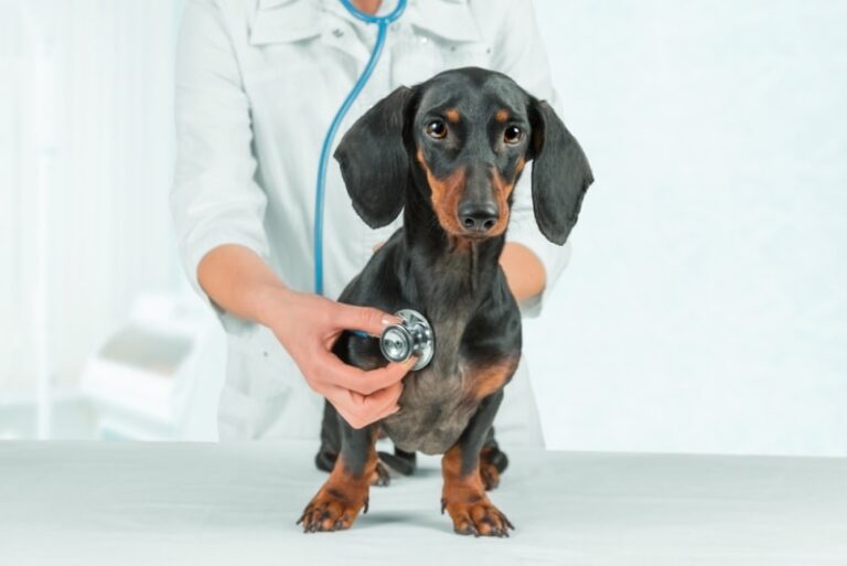 Bronchitis in Dogs: A Comprehensive Guide for Pet Parents