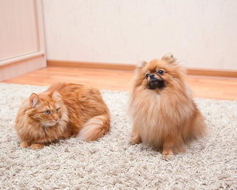 Can Dogs Be Allergic to Cats? An In-Depth Look for Dog Lovers