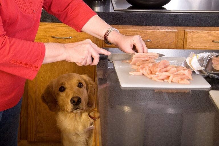 Can Dogs Be Allergic to Chicken? A Veterinarian&lsquo;s In-Depth Look