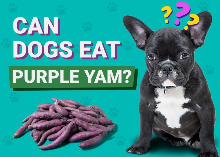 Can Dogs Eat Ube (Purple Yam)? A Vet&lsquo;s Guide to Feeding This Superfood Safely