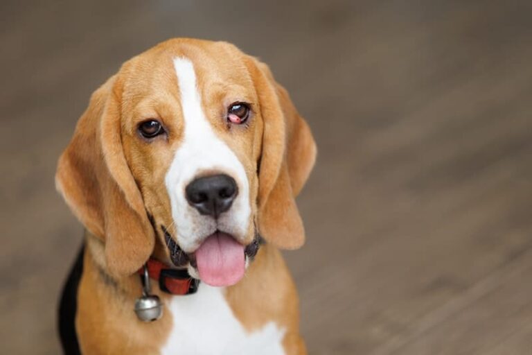Cherry Eye in Dogs: Signs, Causes & Treatment (Vet Answer)
