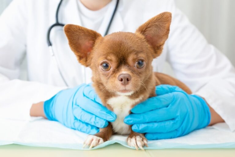 A Dog Lover&lsquo;s Guide to Pigeon Chest and Other Canine Chest Bone Deformities
