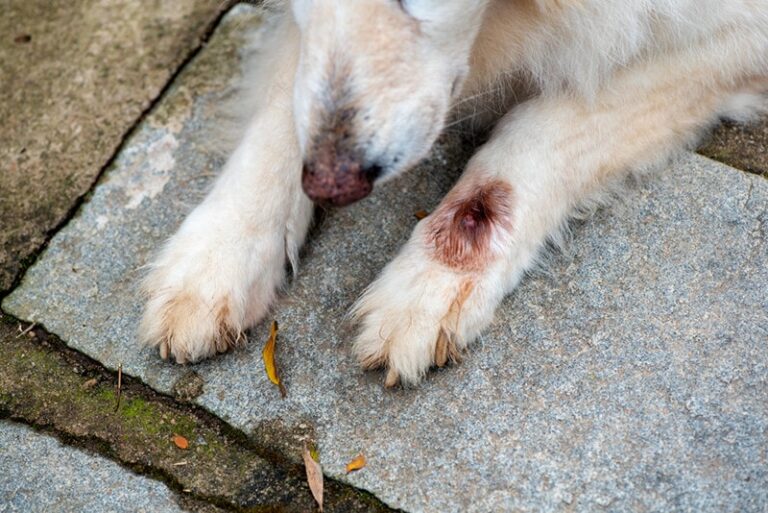 Cuterebra Warbles in Dogs: What Every Dog Lover Should Know