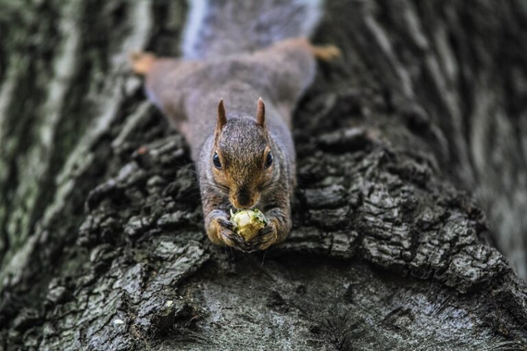My Dog Ate a Squirrel: Should I Be Worried?
