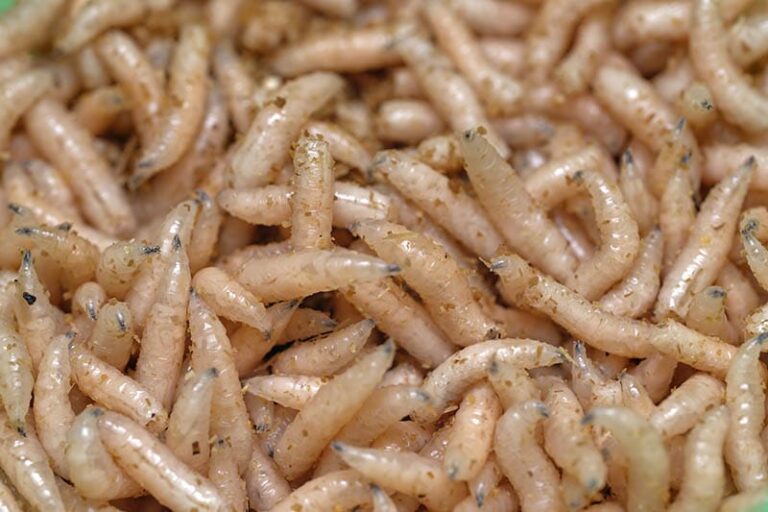 Help! My Dog Ate Maggots – What Do I Do Now? (Vet Answer)