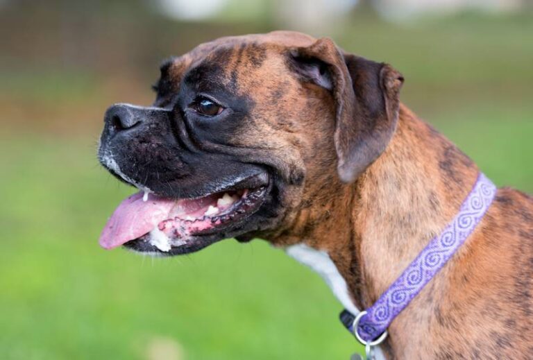 Why Is My Dog Drooling Excessively? A Dog Lover&lsquo;s Guide to Causes and Care