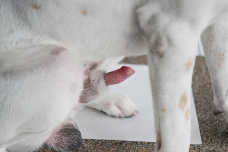 When Your Dog&lsquo;s "Lipstick" Won&lsquo;t Retract: A Veterinarian&lsquo;s Guide to Paraphimosis