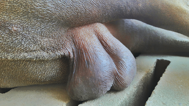Why Does My Dog Only Have One Testicle? Understanding Cryptorchidism