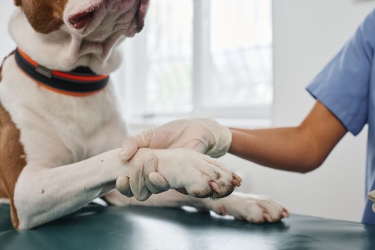 Protecting Your Pup&lsquo;s Paws: A Comprehensive Guide to Treating and Preventing Dog Paw Pad Yeast Infections