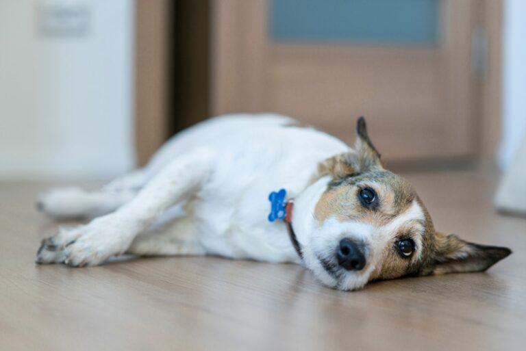 A Dog Lover&lsquo;s Guide to Canine Epilepsy: Lifespan and Long-Term Outlook
