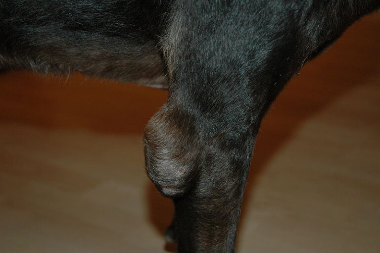 Elbow Hygroma in Dogs: A Complete Guide for Pet Owners