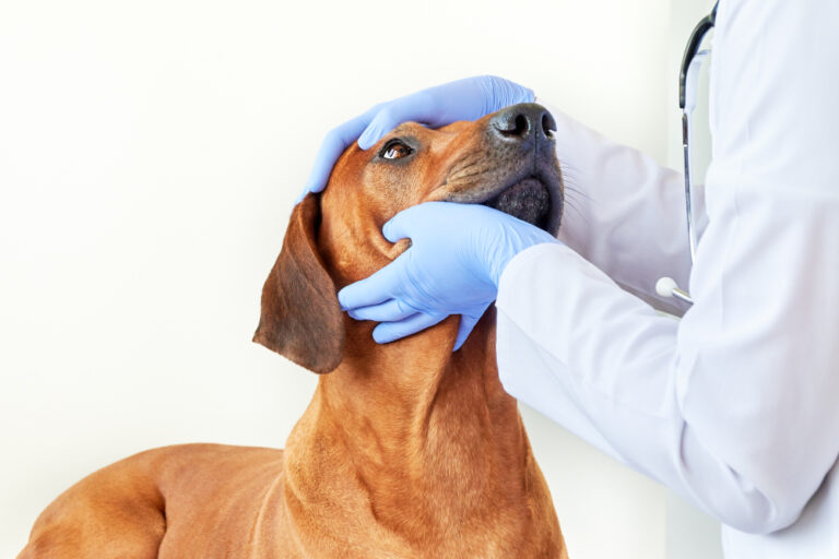Entropion in Dogs: A Comprehensive Guide for Caring Dog Owners